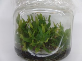 Nepenthes eustachya in vitro (Tissue Culture) Carnivorous plant - £19.55 GBP