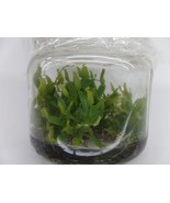 Nepenthes eustachya in vitro (Tissue Culture) Carnivorous plant - £19.73 GBP