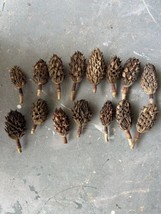 15 Natural Southern Magnolia Seed Pods Pine Cones Potpourri Craft &amp; Wrea... - £11.20 GBP