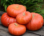 10 Cinderella Pumpkin Seeds Heirloom Organic Non Gmo Fresh Fast Shipping - $8.99