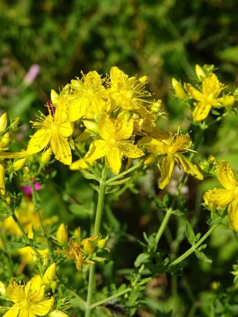 St John&#39;S Wort Heirloom Seeds Medicinal Herb Seeds Non Gmo Fresh Garden - £10.95 GBP