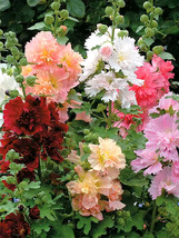 100 Seeds Alcea Mixed Double Flowers Gardening - $9.98