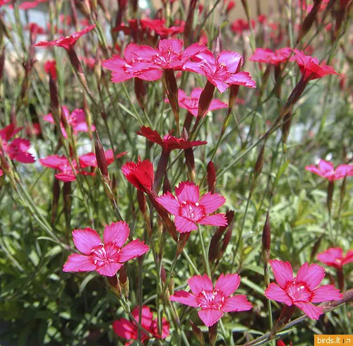 Maiden Pinks Perennial Flower 500 Seeds Garden - $1.98