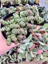 Succulent Crassula Baby&#39;s Necklace 3.5&quot; Pot Live Plant - £9.49 GBP