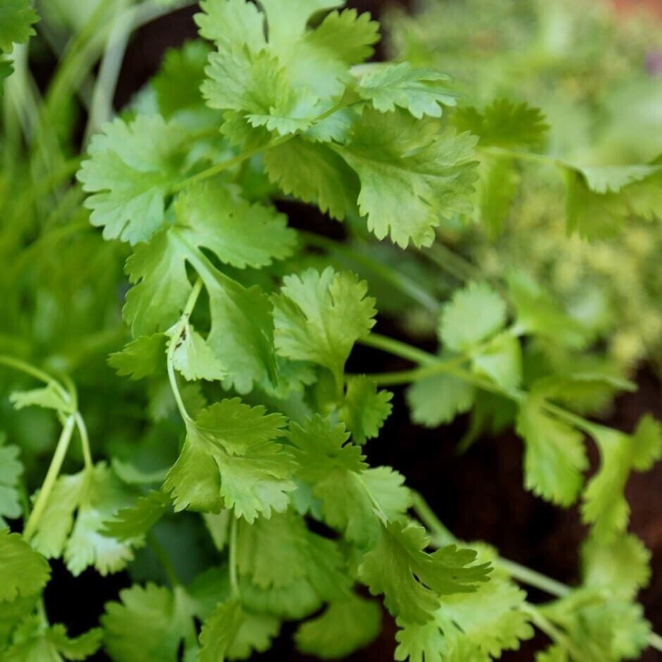HSeeds 100 Cilantro / Coriander Seeds |, Organic, Free S/H - $2.23