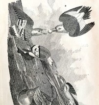 Red Headed Woodpecker Victorian 1856 Bird Wood Engraving Antique Nature ... - $39.99