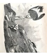Red Headed Woodpecker Victorian 1856 Bird Wood Engraving Antique Nature ... - $760.08 MXN