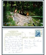 WASHINGTON DC Postcard - National Zoological Park, Southern Sea Lions F28 - €3,11 EUR