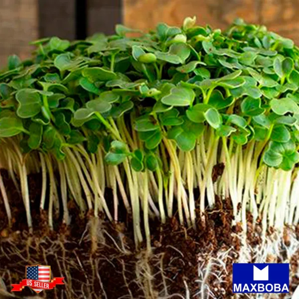 Non Gmo Radish Microgreens Seeds 1600+ Champion Heirloom Vegetable Fresh Garden  - £11.97 GBP