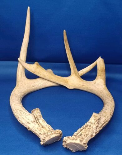 BROWN Whitetail Deer Shed Antlers Horns / Mount /Antler Rattle Buck Call - $65.44