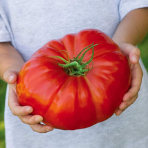 USA Store 90 Beefsteak Tomato Seeds Heirloom Fast Ship - £7.11 GBP