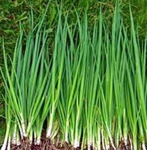 Onion, Tokyo Long White, Heirloom, Organic 25+ Seeds, Great In Salads&amp; Cooking - £3.91 GBP