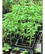 Lot of 3 RARE OLD GERMAN TOMATO LIVE PLANTS 6 to 10 inches 60+ days old ... - £48.64 GBP