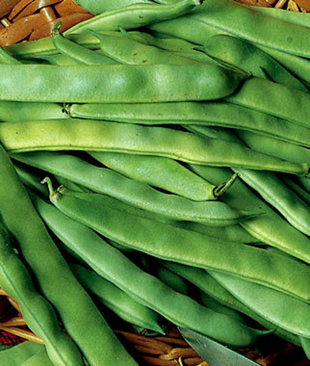 1 Lb Bean Seeds Roma Ii Bean Italian Green Beans 1400Ct New Fresh US Shi... - $65.50