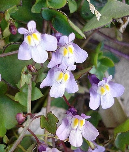 Item image 1 image 1