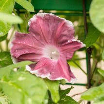 Chocolate Morning Glory Seeds Japanese Morning Glory Flower 100 Seeds Fresh Gard - $19.98