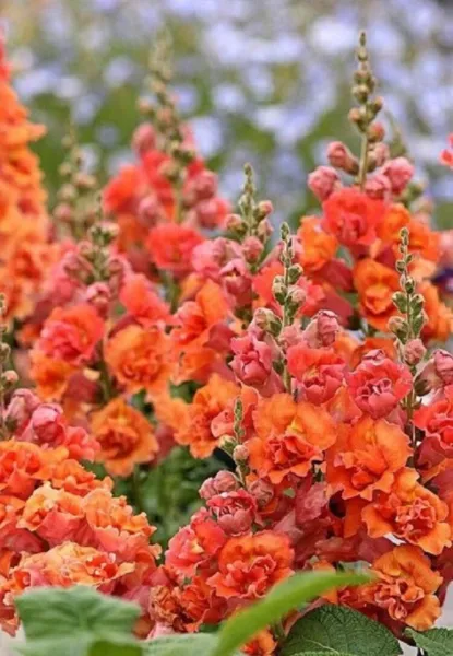 New Fresh 25 Bright Orange Hollyhock Seeds Flower Seed Flowers - $13.58