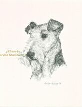 #219 WIRE HAIRED FOX TERRIER dog art print * Pen and ink drawing by Jan ... - $12.50
