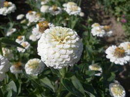 Item image 1 image 1