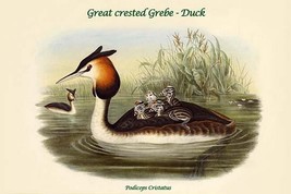 Podiceps Cristatus - Great crested Grebe - Duck by John Gould - Art Print - £16.44 GBP+