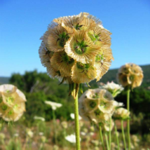 Scabiosa stellata 50 PCS Seeds - $11.64