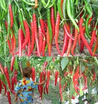 Chili Pepper Seeds Spices Red Spicy Vegetable Plant 500 Pcs Beautiful Garden USA - £21.49 GBP