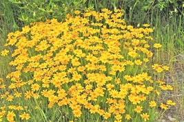 300 Seeds Oregon Sunshine Wooley Sunflower Native Wildflower Drought Poor Soils - £12.98 GBP