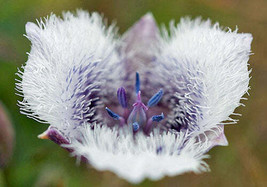 GIB Calochortus tolmiei | Tolmie&#39;s Star Tulip | White Pussy Ears | 5 Seeds - £22.38 GBP