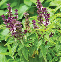 Anise Basil Basilicum Pot Herb Purple Licorice Thai Flower US Fast Shipping - $182.52 MXN