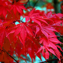 FROM USA 10 Red Japanese Maple Tree Seeds Palmatum atropurpureum Cold Hardy Bons - £7.47 GBP