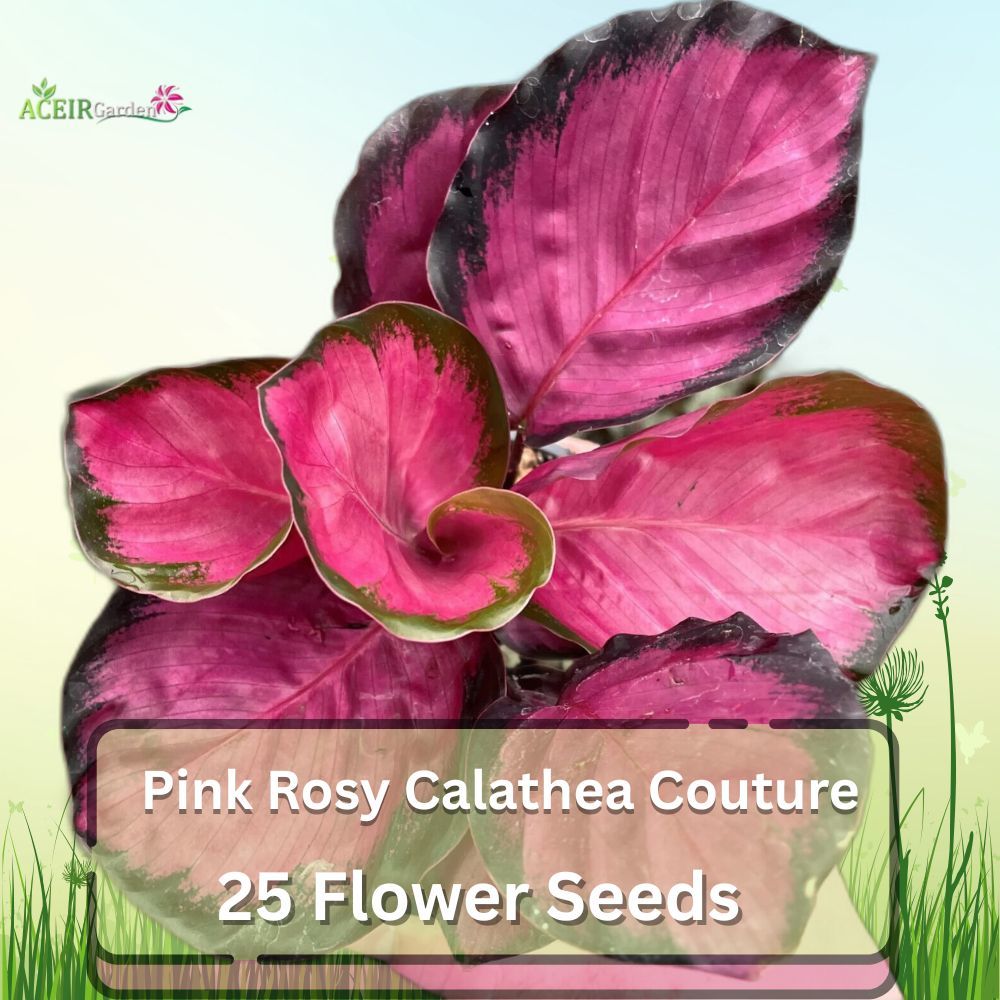 25 Seeds Pink Rosy Calathea Couture | Exotic Foliage Plant for Indoor &amp; ... - $11.90
