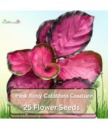 25 Seeds Pink Rosy Calathea Couture | Exotic Foliage Plant for Indoor &amp; ... - $16.39 CAD