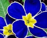 Dark Blue Primrose Flower 200+ Pure Seeds Fragrant Hardy Flowers - $6.58