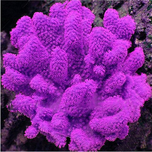 1000 Pcs Aquarium Plant Seeds Fish Tank Moss Fern Aquatic Seeds Garden - £10.95 GBP