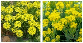 100 seeds Yellow Spice Snowball Flower Seeds, Original Package - £13.89 GBP