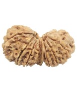 Rare 14 Mukhi Gauri Shankar Ganesha Rudraksha - 35.38 mm - Nepal - IGL C... - €428,77 EUR