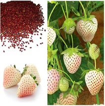 Fresh Pineberry Seeds, Professional Pack, Ivory-White Berries Organic Heirloom F - £14.26 GBP