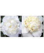 Snow Chan, Camellia Japonica, Live Starter Plant  - $49.99