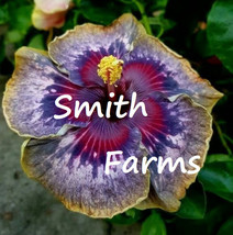 Item image 1 image 1