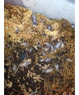 Porcellio laevis Milkback 30+ Isopods. Free Shipping. - $28.04