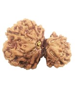 Rare Super Collector 7 Mukhi Gauri Shankar Rudraksha - Nepal - IGL Certi... - $243.13 CAD