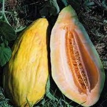 HeirloomSupplySuccess Heirloom Banana Cantaloupe Seeds - $1.99+
