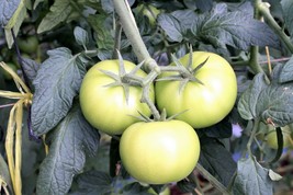 SHIPPED FROM US 100 White Wonder Beefsteak Tomato Fruit Vegetable Seeds, LC03 - £11.99 GBP