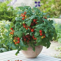 Minibel Tomato - Dwarf Tomato - 5+ seeds - P 222 - £1.72 GBP
