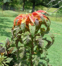 100 Pc Seeds Amaranthus Illumination Flower, Amaranthus Tricolor Seeds Planting  - £12.80 GBP