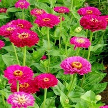 300 Purple Zinnia Seeds Fast Easy Flowering Annual Big Cut Flowers Summer Garden - £14.36 GBP