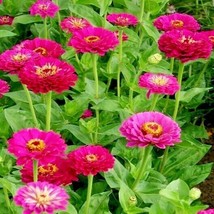 300 Purple Zinnia Seeds Fast Easy Flowering Annual Big Cut Flowers Summer Garden - $17.98