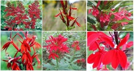 Red Cardinal Lobelia Cardinalis Hummingbirdperennialflower 100 Seeds Gar... - $8.97