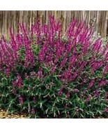 40 Burgandy Salvia Flower Seeds Perennial Drought Tolerant Sage Fresh Ga... - €11,35 EUR