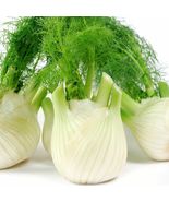 From US 5 Fennel Seeds Organic Non Gmo Heirloom Seeds Herb Seeds Free sh... - £8.70 GBP